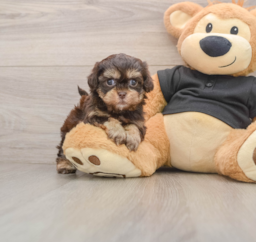 5 week old Shih Poo Puppy For Sale - Lone Star Pups
