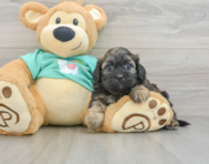 8 week old Shih Poo Puppy For Sale - Lone Star Pups