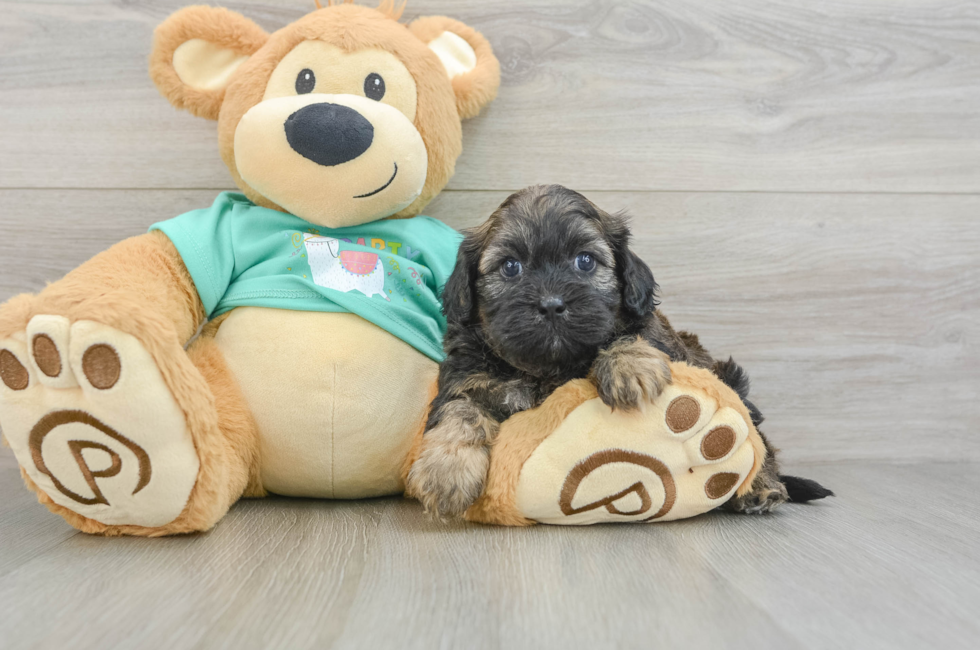 5 week old Shih Poo Puppy For Sale - Lone Star Pups