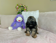 10 week old Shih Poo Puppy For Sale - Lone Star Pups