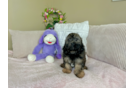 Cute Shih Poo Poodle Mix Pup
