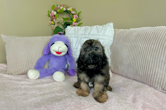 Cute Shih Poo Poodle Mix Pup
