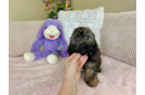 Shih Poo Pup Being Cute
