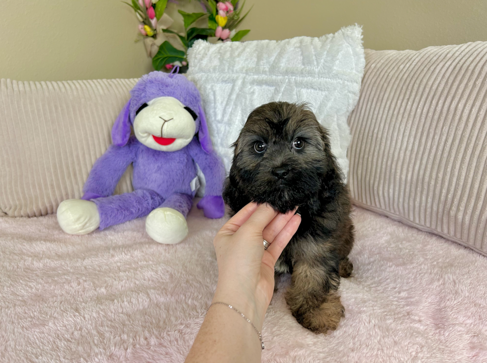 Shih Poo Pup Being Cute
