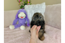Shih Poo Pup Being Cute