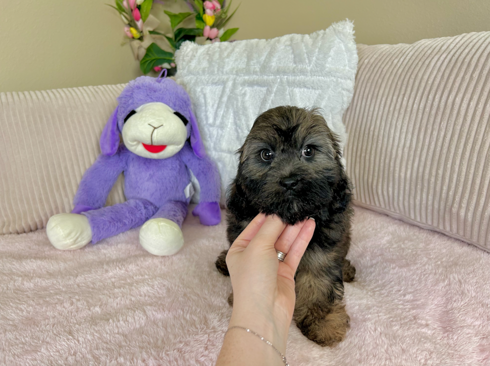 Shih Poo Pup Being Cute