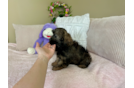 Shih Poo Pup Being Cute