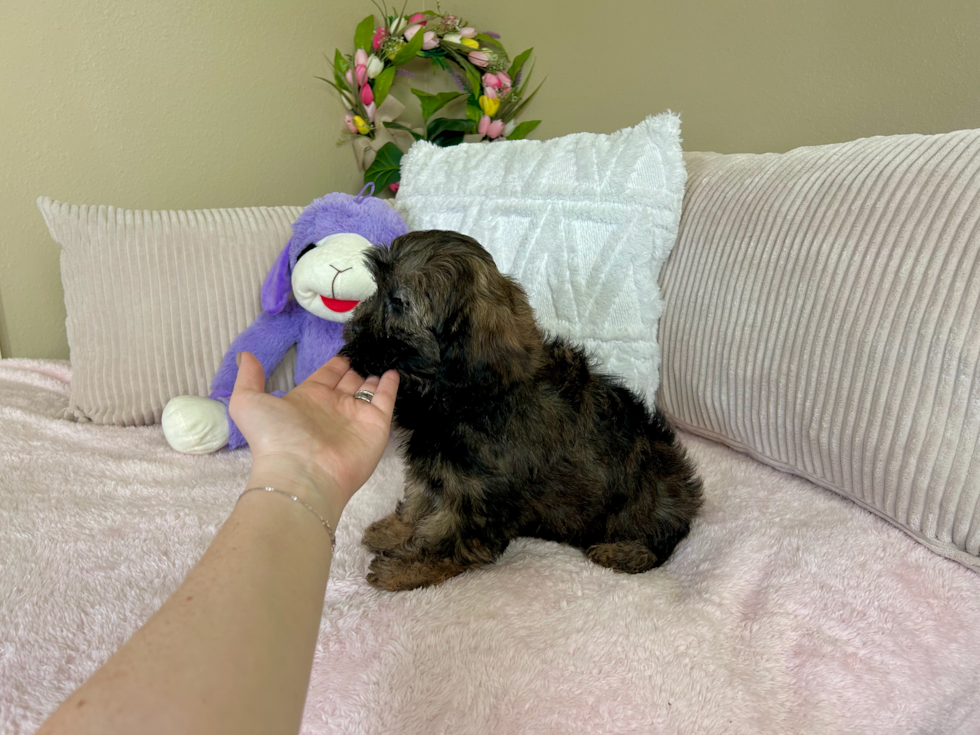 Shih Poo Pup Being Cute