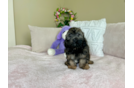 Shih Poo Puppy for Adoption