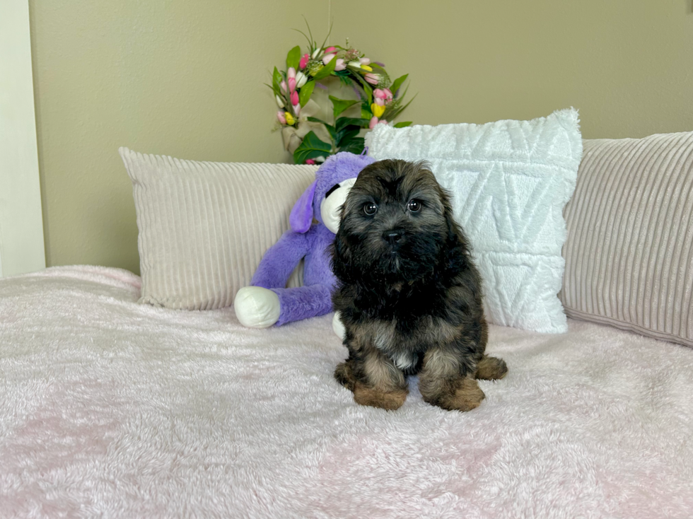 Shih Poo Puppy for Adoption