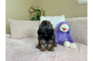 Cute Shih Poo Poodle Mix Pup