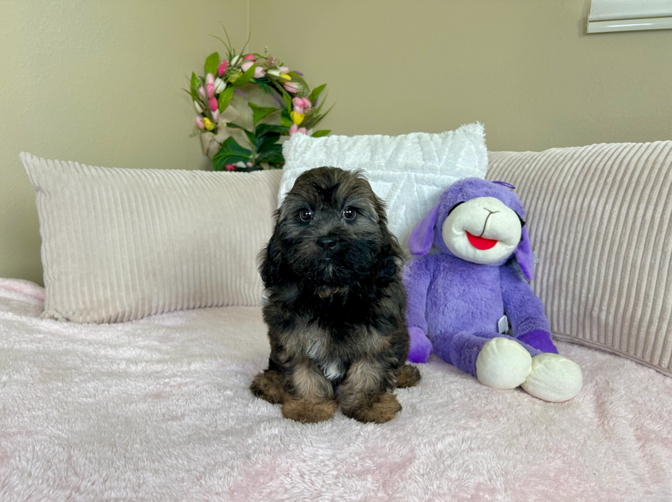 Cute Shih Poo Poodle Mix Pup