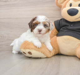 6 week old Shih Poo Puppy For Sale - Lone Star Pups