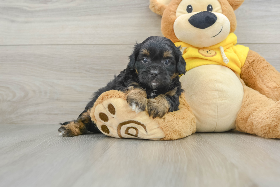 Smart Shih Poo Poodle Mix Pup