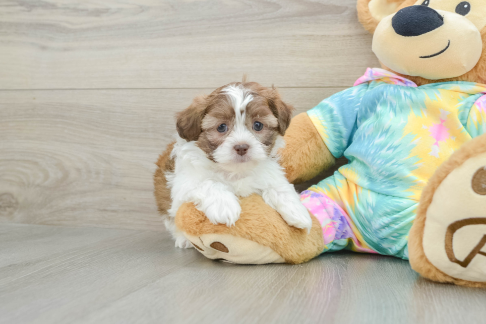 Popular Shih Poo Poodle Mix Pup