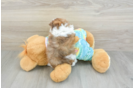 Shih Poo Puppy for Adoption