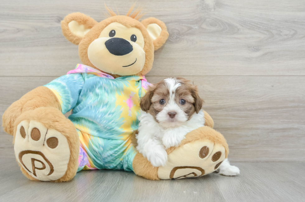 7 week old Shih Poo Puppy For Sale - Lone Star Pups