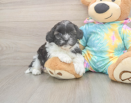 5 week old Shih Poo Puppy For Sale - Lone Star Pups