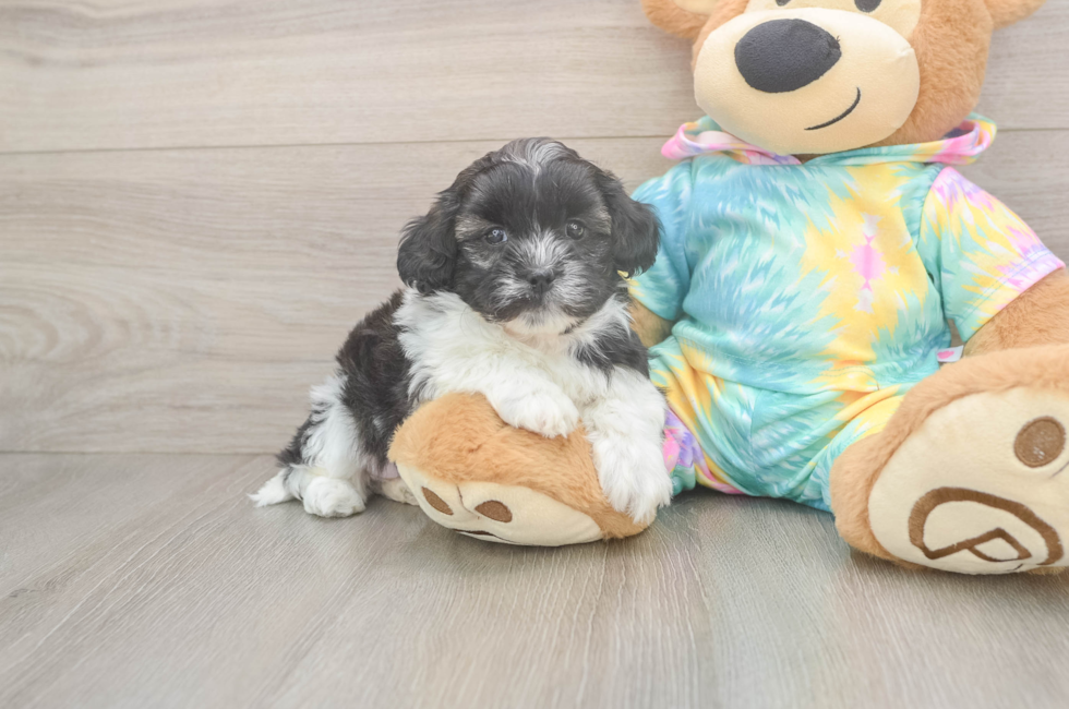 5 week old Shih Poo Puppy For Sale - Lone Star Pups