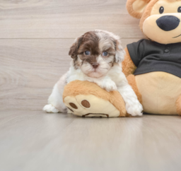 5 week old Shih Poo Puppy For Sale - Lone Star Pups