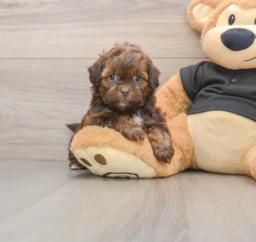 5 week old Shih Poo Puppy For Sale - Lone Star Pups