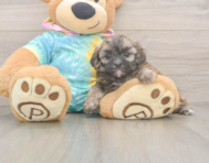 5 week old Shih Poo Puppy For Sale - Lone Star Pups