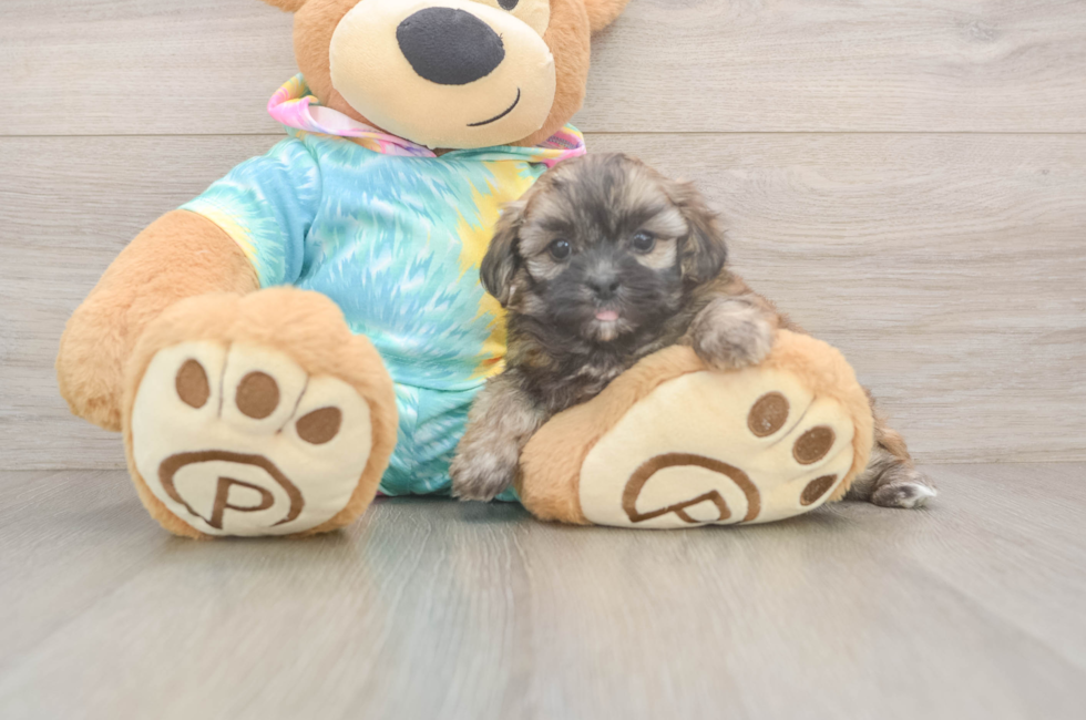 5 week old Shih Poo Puppy For Sale - Lone Star Pups