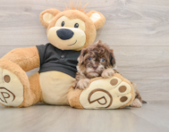 8 week old Shih Poo Puppy For Sale - Lone Star Pups