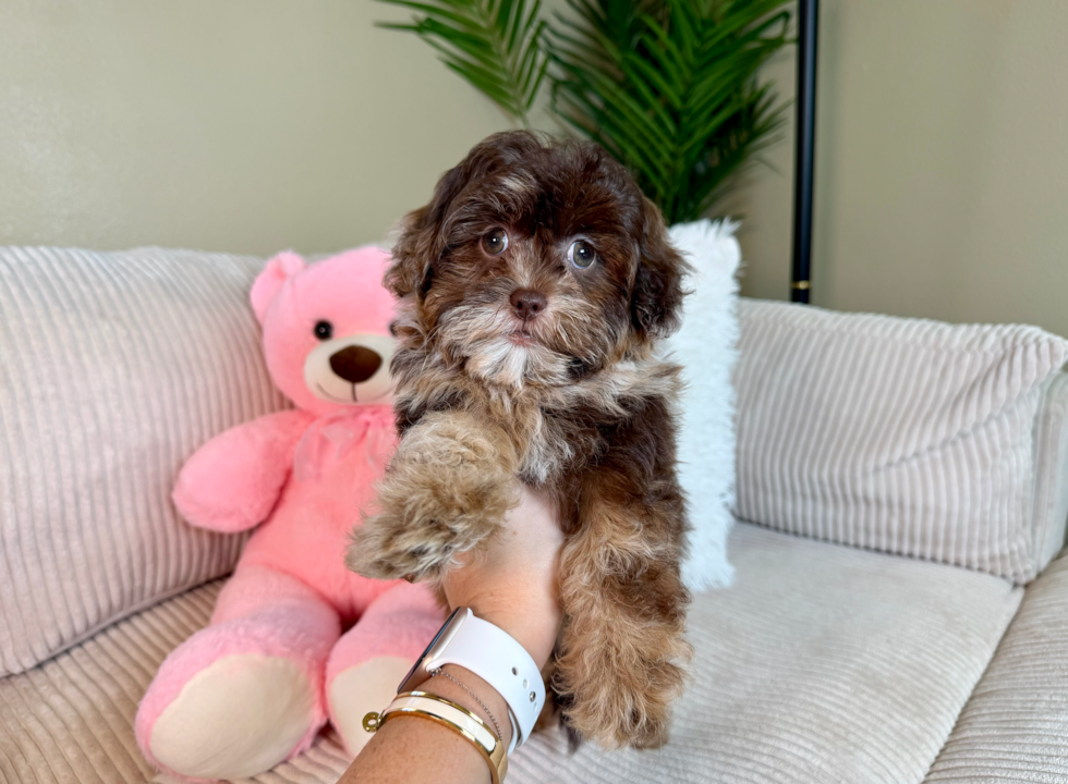 Shih Poo Pup Being Cute