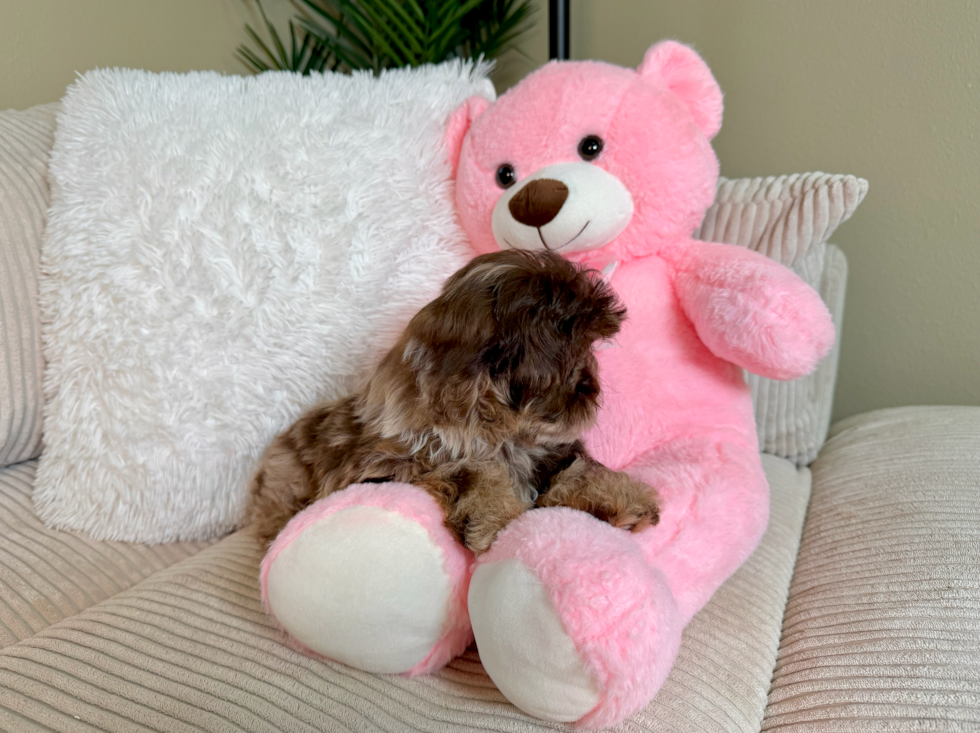 Cute Shih Poo Poodle Mix Pup