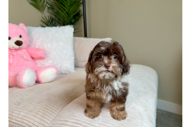Shih Poo Puppy for Adoption