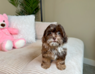9 week old Shih Poo Puppy For Sale - Lone Star Pups