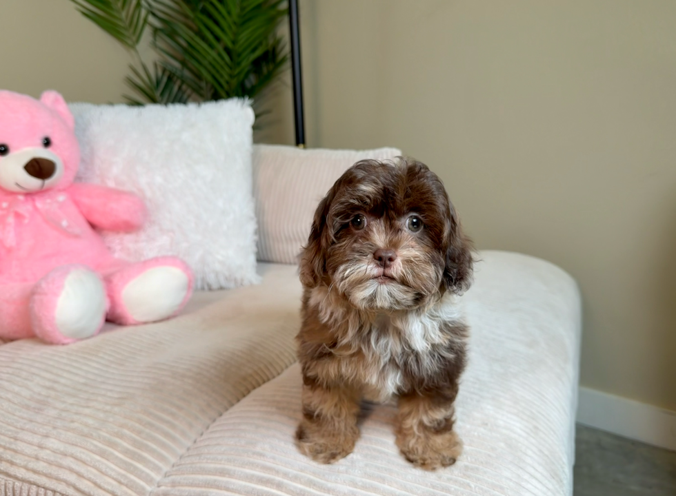 Shih Poo Puppy for Adoption