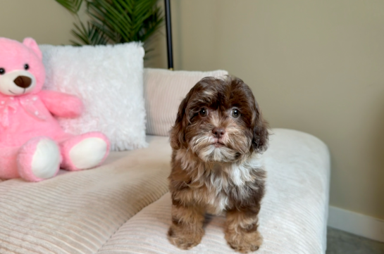 Shih Poo Puppy for Adoption