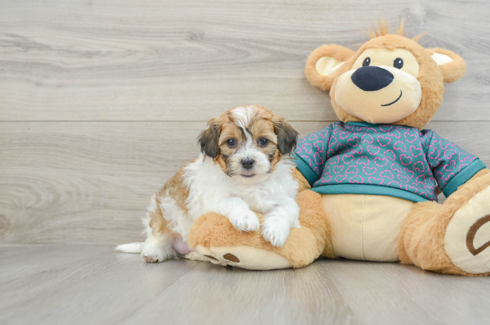 6 week old Shih Poo Puppy For Sale - Lone Star Pups