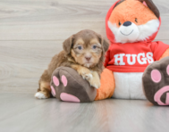 8 week old Shih Poo Puppy For Sale - Lone Star Pups