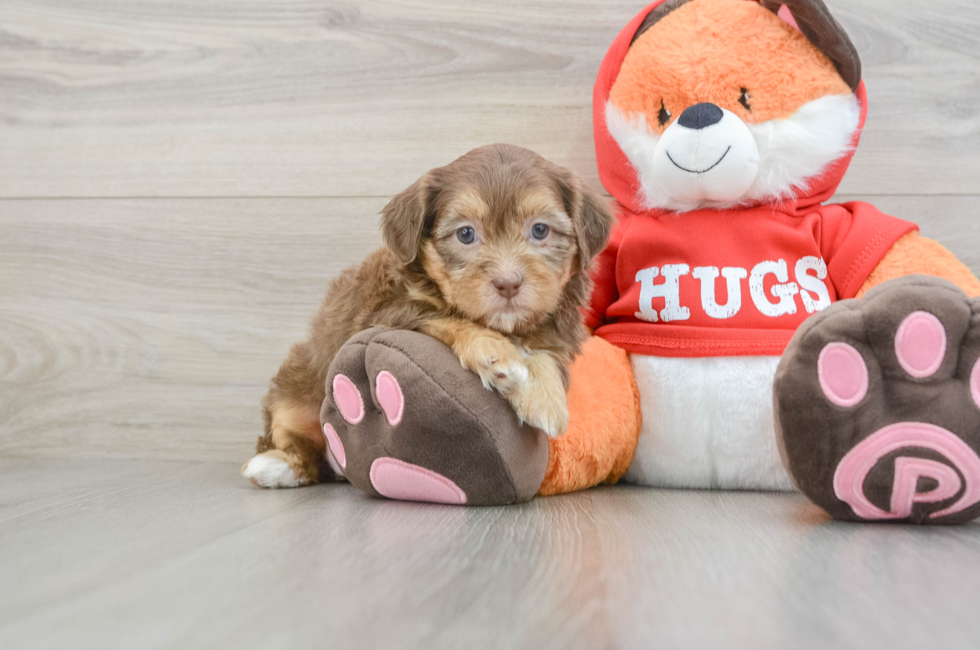 6 week old Shih Poo Puppy For Sale - Lone Star Pups