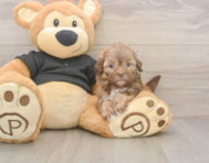 6 week old Shih Poo Puppy For Sale - Lone Star Pups