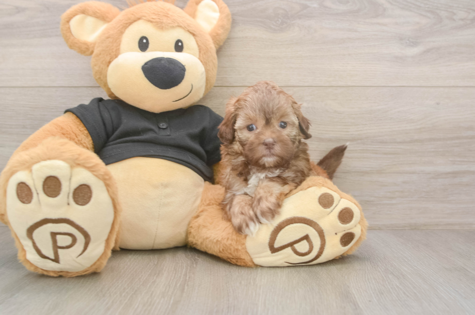 6 week old Shih Poo Puppy For Sale - Lone Star Pups