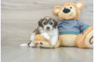 Playful Shihpoo Poodle Mix Puppy