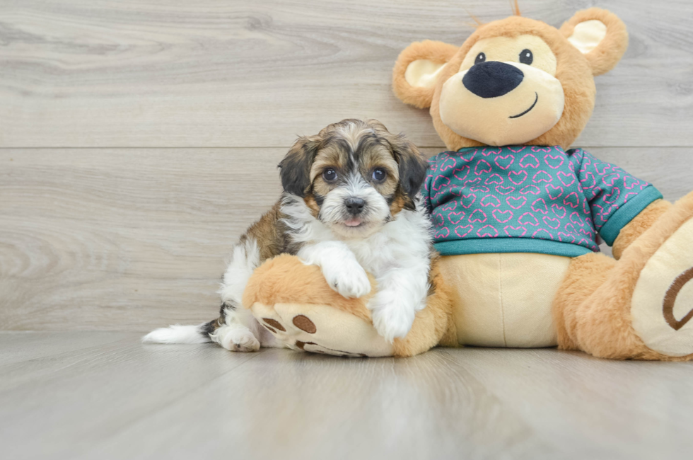 6 week old Shih Poo Puppy For Sale - Lone Star Pups