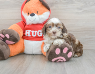 8 week old Shih Poo Puppy For Sale - Lone Star Pups