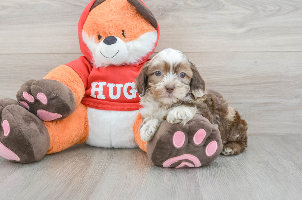 6 week old Shih Poo Puppy For Sale - Lone Star Pups