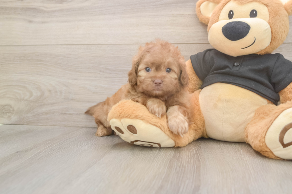 6 week old Shih Poo Puppy For Sale - Lone Star Pups