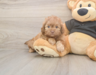 5 week old Shih Poo Puppy For Sale - Lone Star Pups 5 week old Shih Poo Puppy For Sale - Lone Star Pups