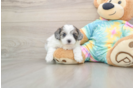 Smart Shih Poo Poodle Mix Pup
