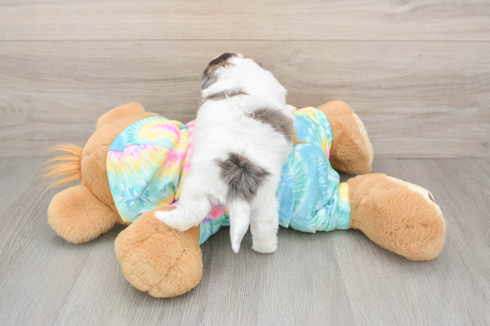 Sweet Shih Poo Baby