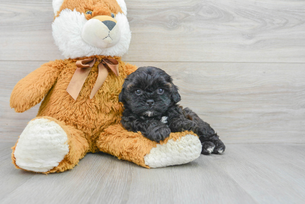 Shih Poo Puppy for Adoption