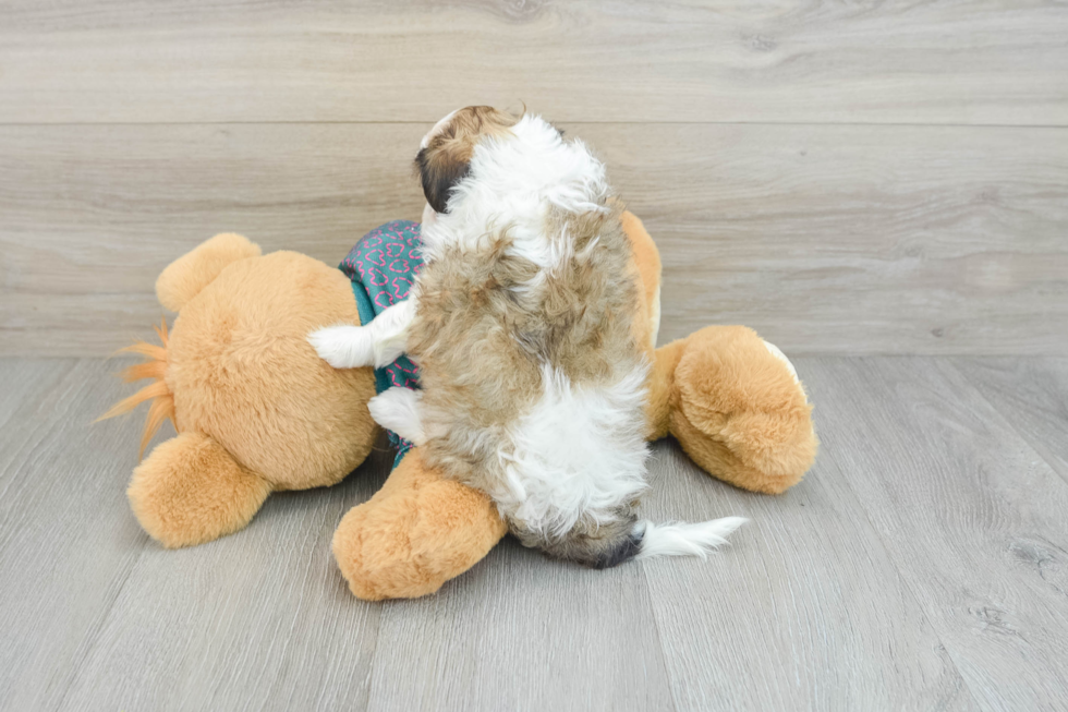 Shih Poo Pup Being Cute