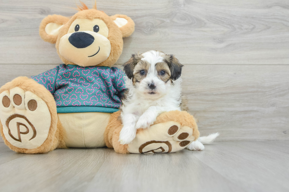 6 week old Shih Poo Puppy For Sale - Lone Star Pups